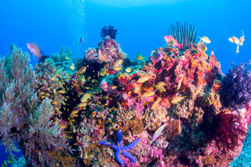 Obraz na płótnie Canvas School of colorful fish on coral reef in ocean