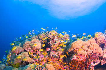 Naklejka na ściany i meble School of colorful fish on coral reef in ocean