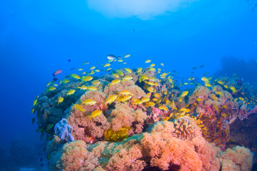 Naklejka na ściany i meble School of colorful fish on coral reef in ocean