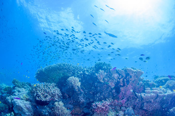 School of colorful fish on coral reef in ocean