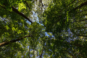 Tree foliage in summer