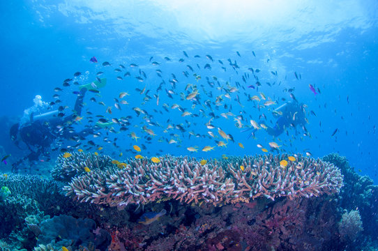 School of colorful fish on coral reef in ocean