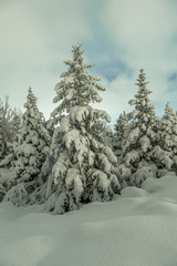 Winter snow in forest