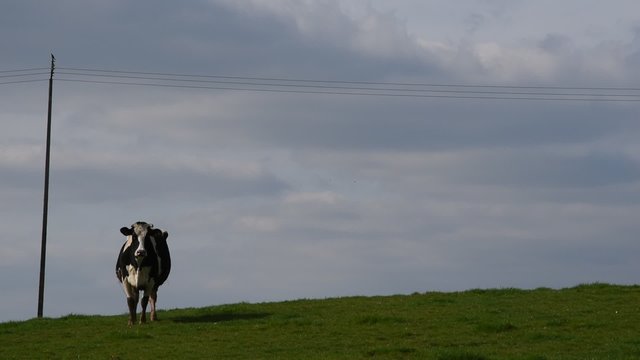 Une vache et un oiseau qui passe