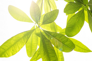 Fototapeta premium 観葉植物