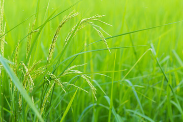 Rice Field
