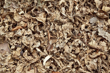 Dry leaf on the ground