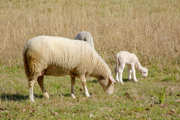 brebis et son agneau