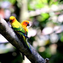 Two Colourful Sun Conure Birds (Parakeets) Resting on Tree Branch
