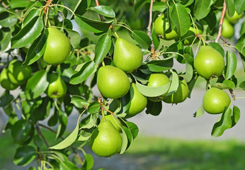 Green pear on the branch
