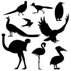 various silhouettes of birds