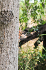 Obraz premium red lizard on tree