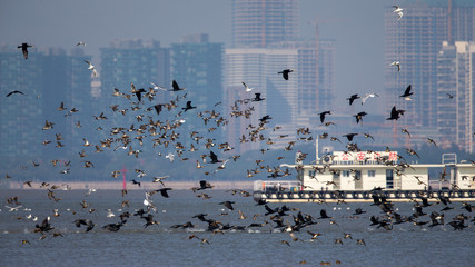 Birds in flight at border of Hong Kong with city background