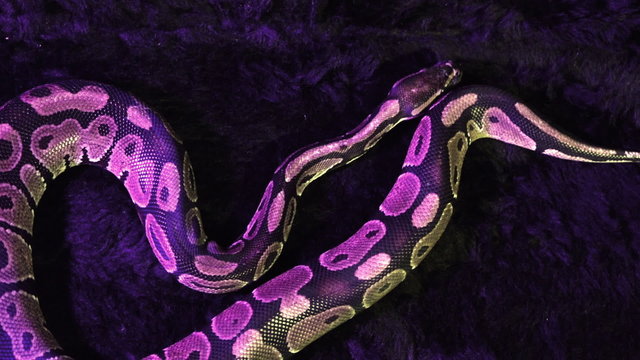 Royal Python Snake Crawling