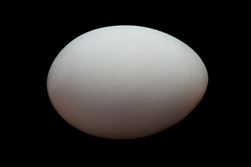 Duck egg on black background