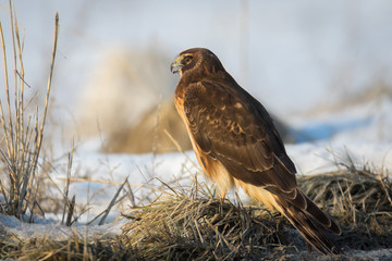 Northern Harrier Perched