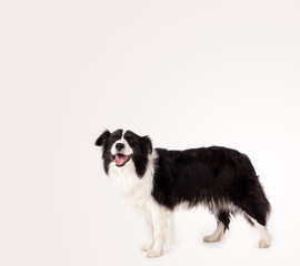 Cute border collie with copy space