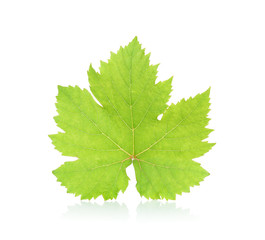 Grape leaf isolated on the white background