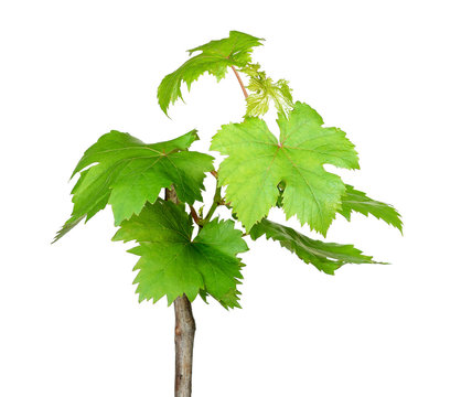  Sapling Grape Isolated On The White Background