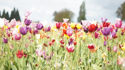 オレゴン州wooden shoe tulip farmで毎年催されるチューリップフェスティバル。他品種が混植されています。