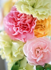 カラフルなカーネーション