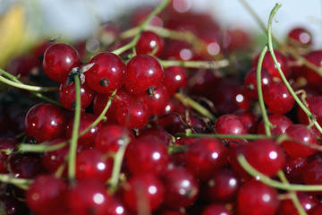 scattering of red currants