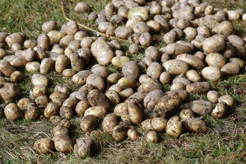 potato tubers in the ground