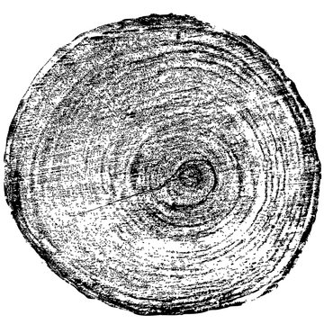 Tree rings saw cut tree trunk background. Vector illustration