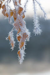 Frost covered tree branches