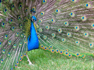 The peacock is the most beautiful bird in the world, and peacock tail is of extraordinary beauty
