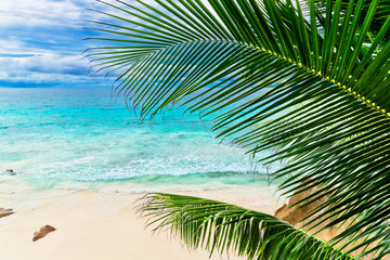 Plakat Tropical beach. The Seychelles