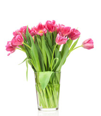 Tulips on white background