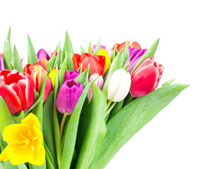 Fototapeta premium Tulips on white background