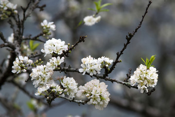Plum blossom
