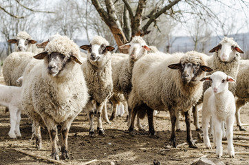 Sheeps in the countryside looking at the camera