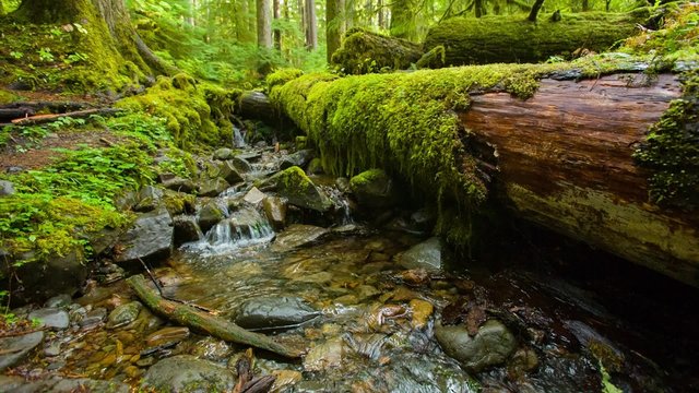 Small stream in the sun surrounded by rocks covered with moss in the Sol Duc Rainforest, Olympic National Park, Washington
