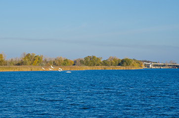 Fototapeta premium A flock of wild swans floating on the river, autumn landscape, wildlife, hunting season