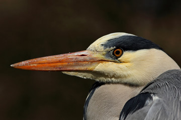 Czapla siwa (Ardea cinerea) © Bartosz Rakoczy