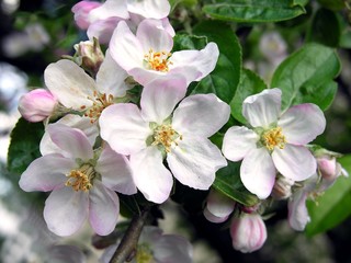 pink and white flowers of apple tree