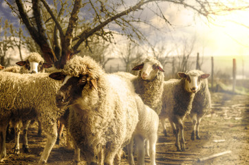 Sheep in the countryside looking at the camera