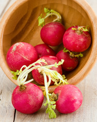 radish sprouts group on bowl
