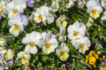 Pansy Viola tricolor