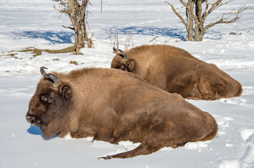 european bison relaxing on snow
