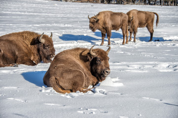 european bison family on snow