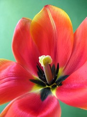 Fototapeta na wymiar red tulip close up