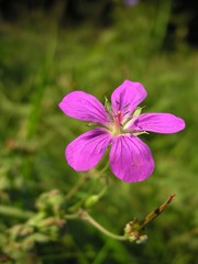 Fototapeta premium pretty,small purple flower close up