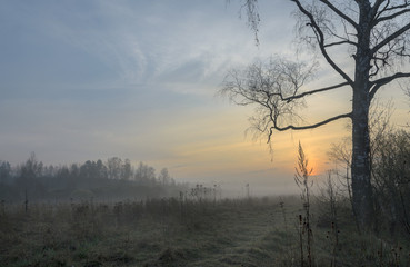 Misty spring morning