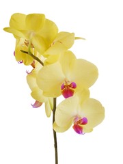 yellow orchid close up