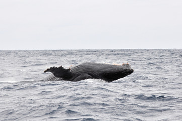 Obraz premium ザトウクジラ