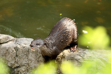 Alert Otter